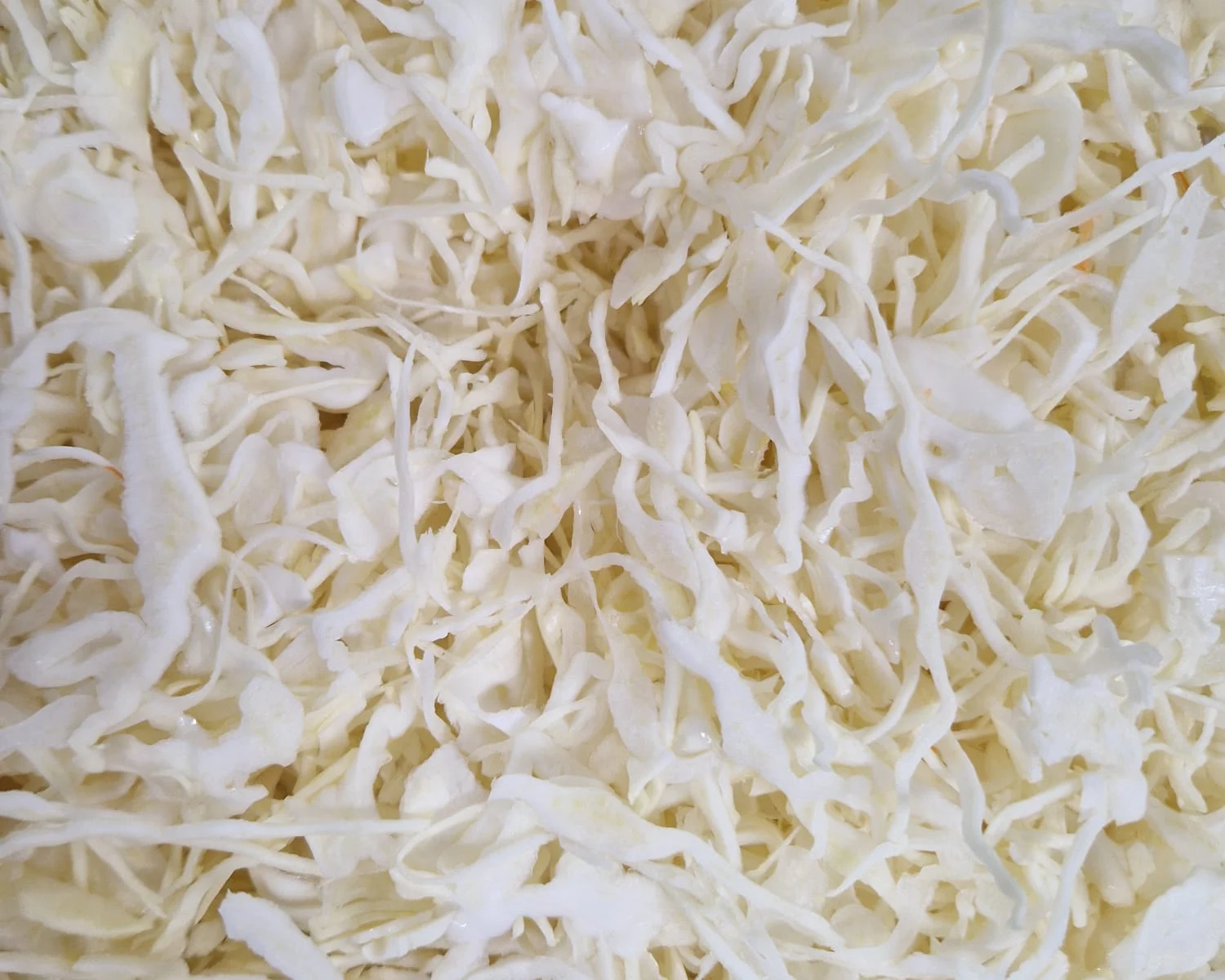 Shredded white cabbage for professional kitchens