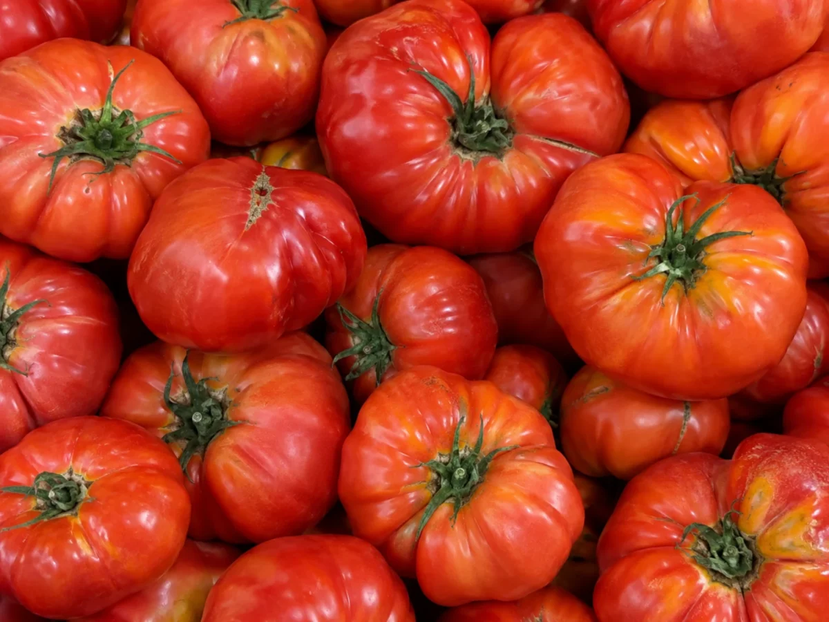 Fresh beef tomatoes supplied by KJ Fresh Prep Veg in Northamptonshire