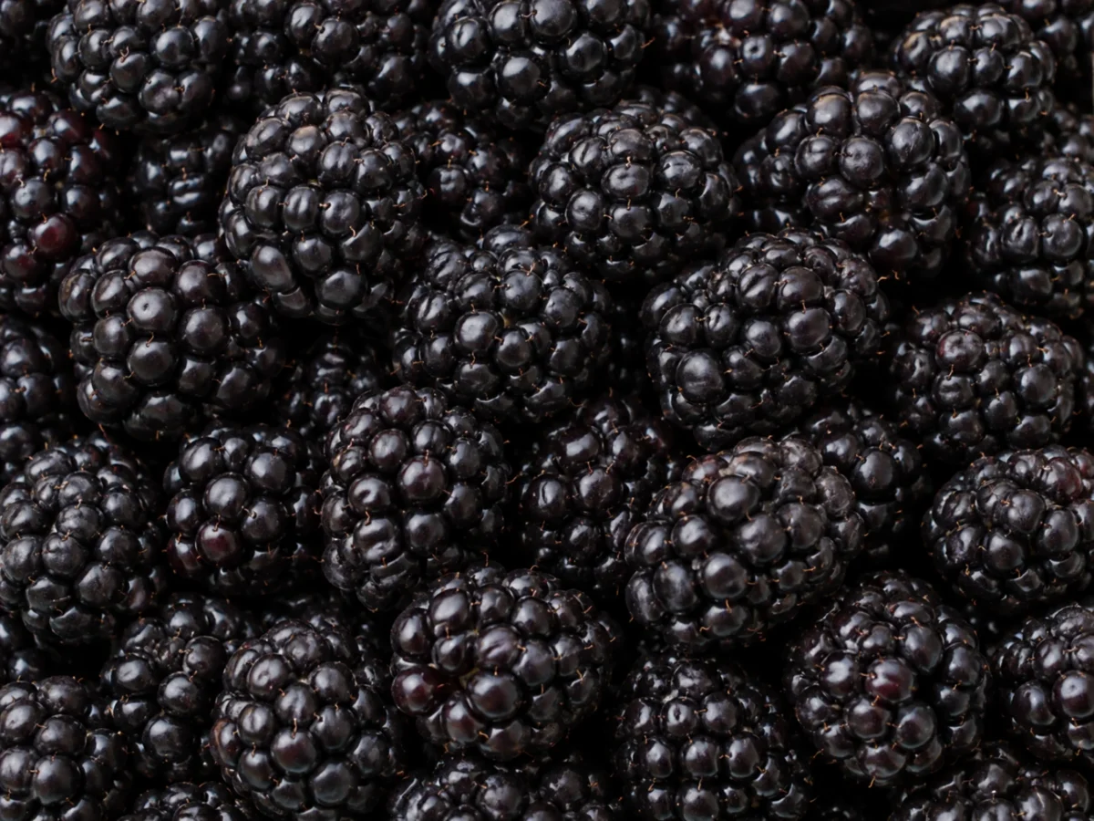 Blackberries supplied by KJ Fresh Prep Veg