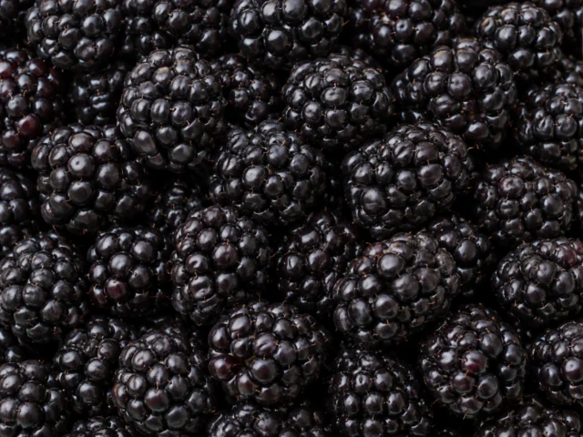 Blackberries supplied by KJ Fresh Prep Veg