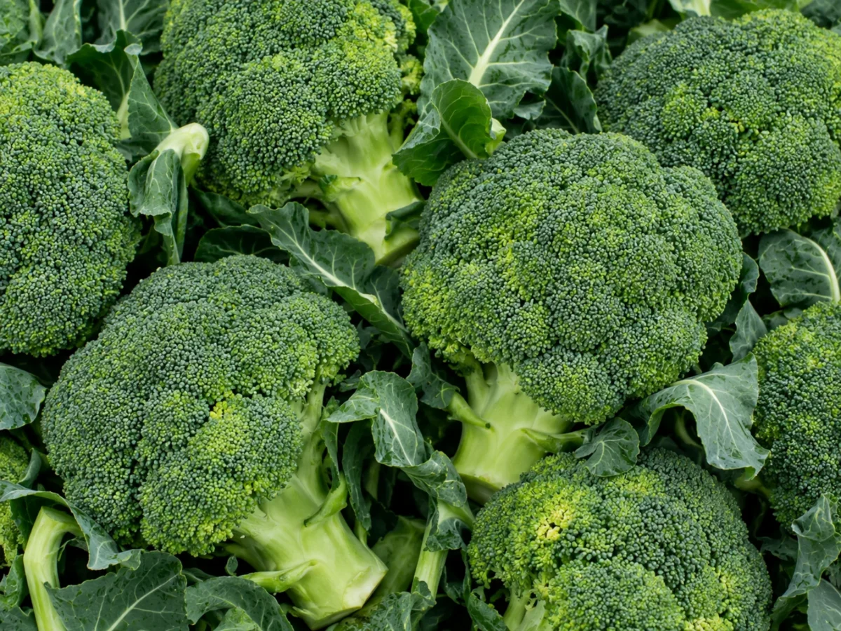 Calabrese supplied by KJ Fresh Prep Veg