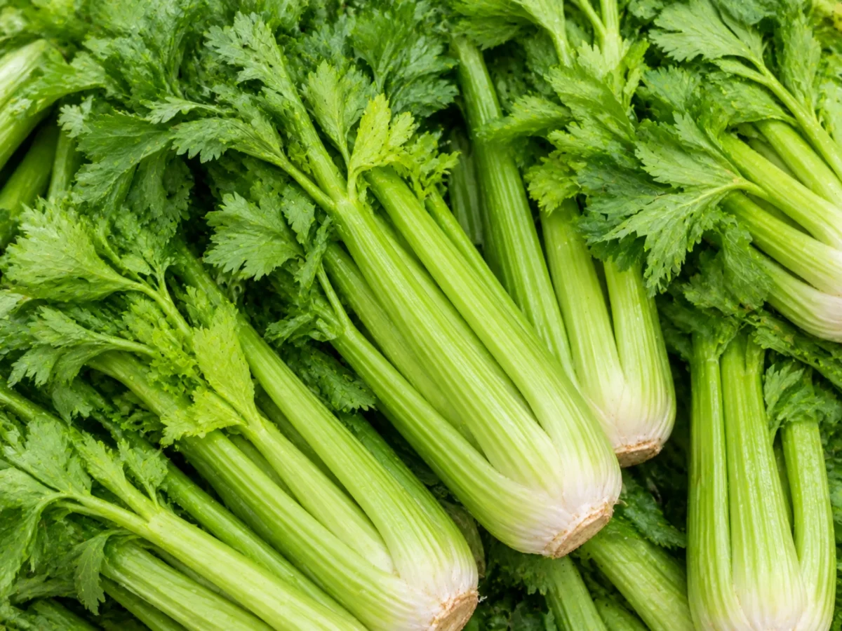 Celery supplied by KJ Fresh Prep Veg