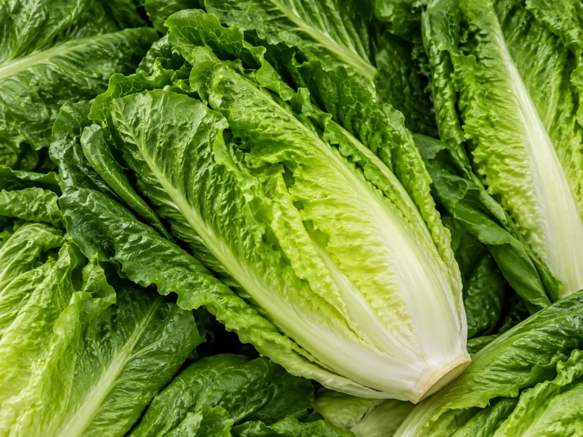 Fresh cos lettuce supplied by KJ Fresh Prep Veg in Northamptonshire