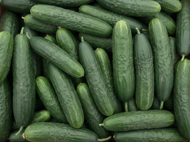 Cucumber supplied by KJ Fresh Prep Veg