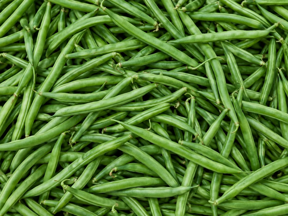 Fresh fine beans supplied by KJ Fresh Prep Veg in Northamptonshire