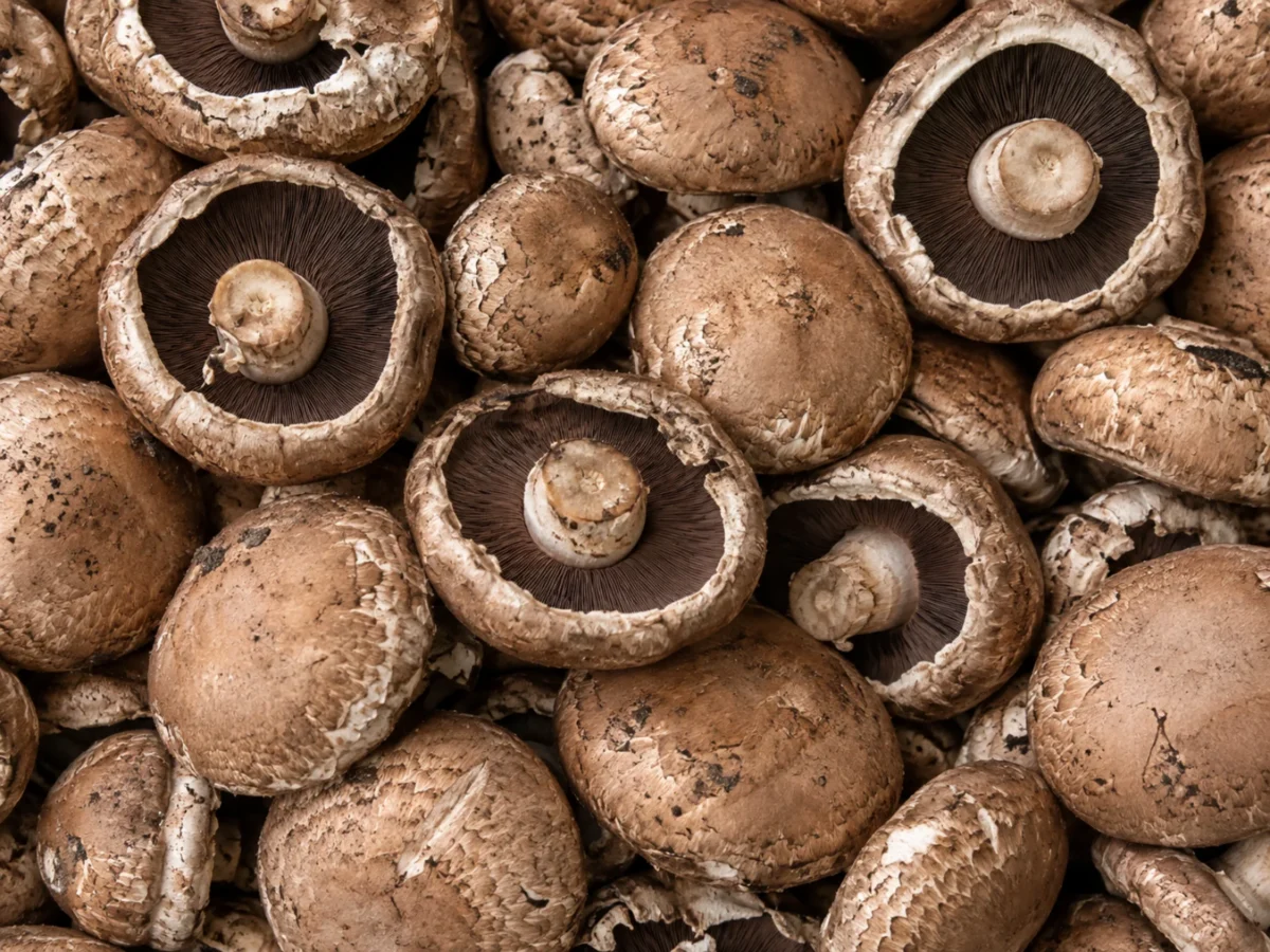 Fresh flat mushrooms supplied by KJ Fresh Prep Veg
