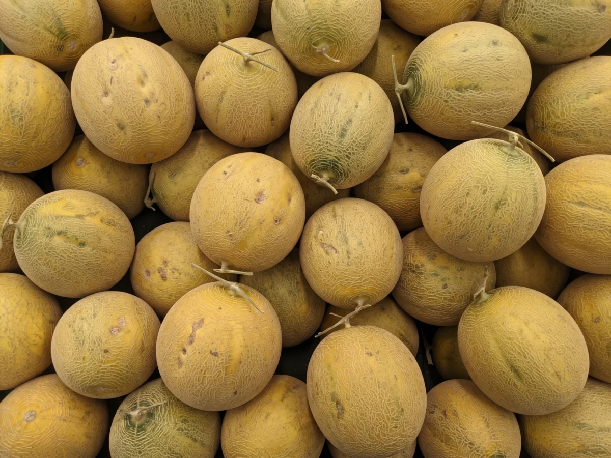 Galia Melon supplied by KJ Fresh Prep Veg