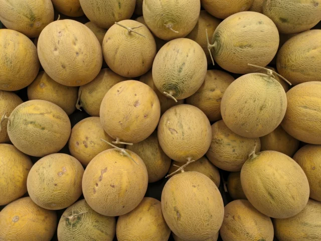 Galia Melon supplied by KJ Fresh Prep Veg