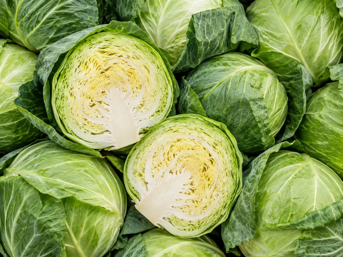 Green Cabbage supplied by KJ Fresh Prep Veg
