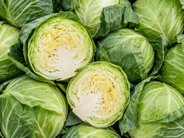 Green Cabbage supplied by KJ Fresh Prep Veg