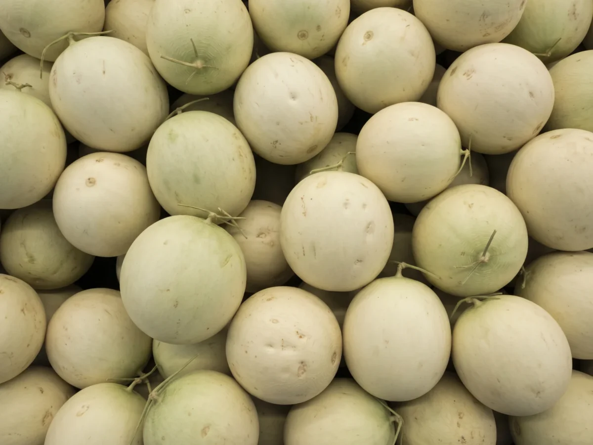 Honeydew Melon supplied by KJ Fresh Prep Veg