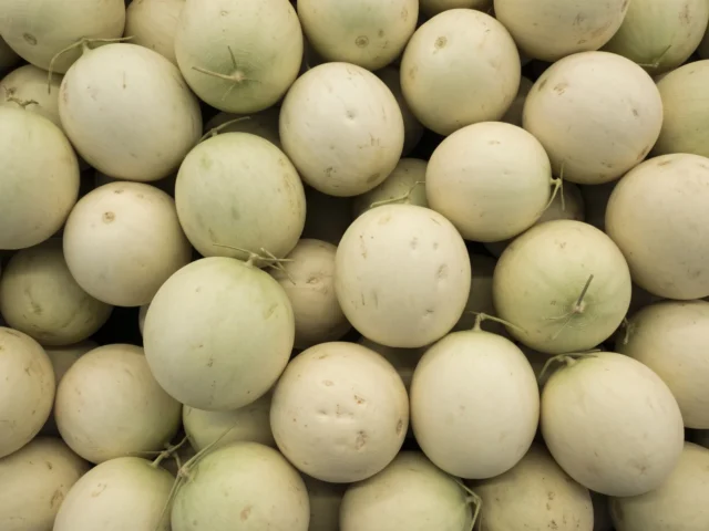 Honeydew Melon supplied by KJ Fresh Prep Veg