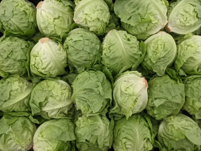 Iceberg Lettuce supplied by KJ Fresh Prep Veg