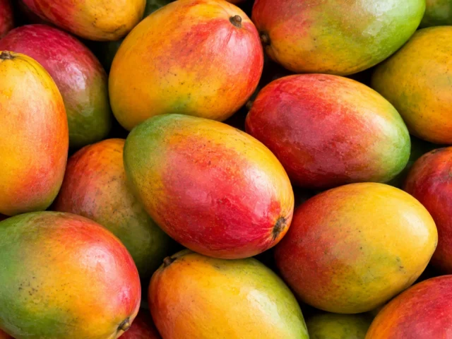 Fresh mangoes supplied by KJ Fresh Prep Veg in Northamptonshire