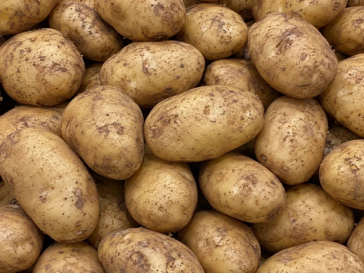 Fresh Maris Piper potatoes supplied by KJ Fresh Prep Veg