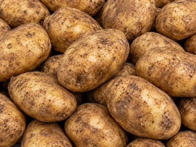 Fresh mids potatoes supplied by KJ Fresh Prep Veg