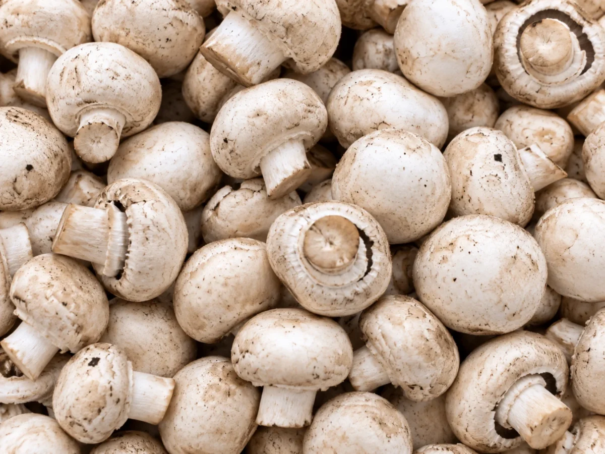 Mushrooms Tray supplied by KJ Fresh Prep Veg