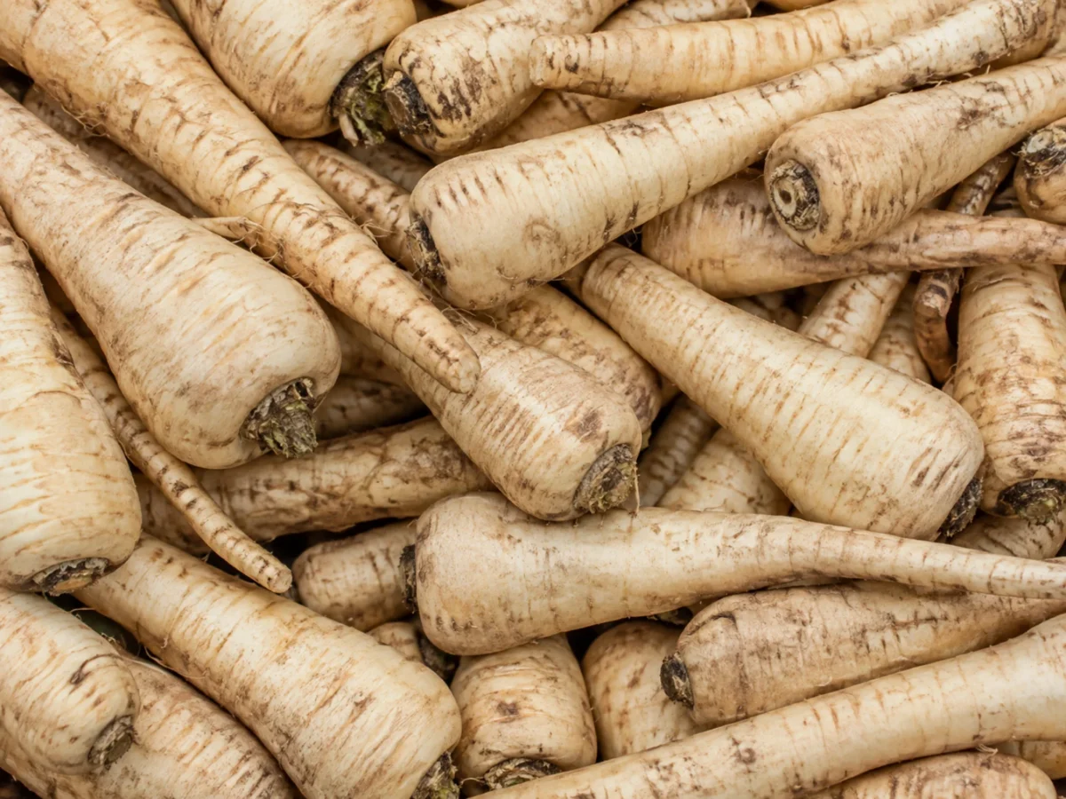 Fresh parsnips supplied by KJ Fresh Prep Veg
