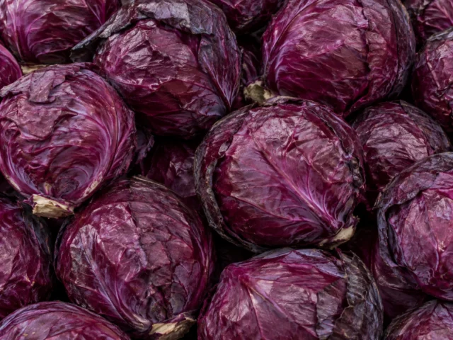 Fresh red cabbage supplied by KJ Fresh Prep Veg