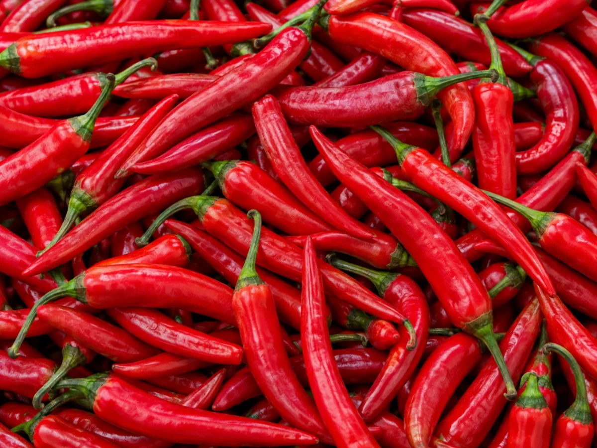 Fresh red chillies supplied by KJ Fresh Prep Veg