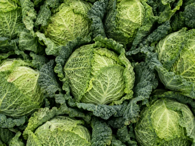 Fresh Savoy cabbage supplied by KJ Fresh Prep Veg