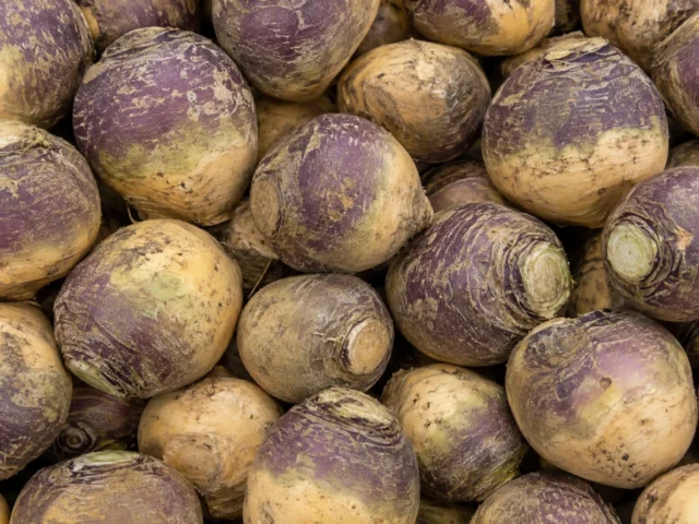 Fresh swede supplied by KJ Fresh Prep Veg