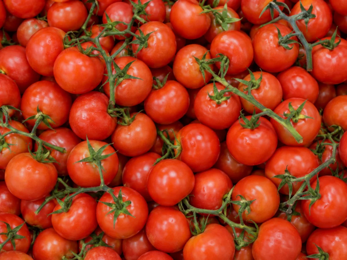 Fresh vine tomatoes supplied by KJ Fresh Prep Veg in Northamptonshire