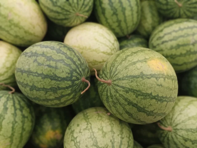 Watermelon supplied by KJ Fresh Prep Veg