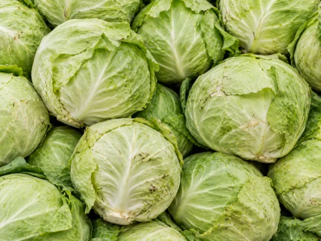 Fresh white cabbage supplied by KJ Fresh Prep Veg